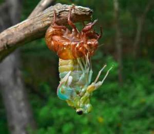 cicada hatching