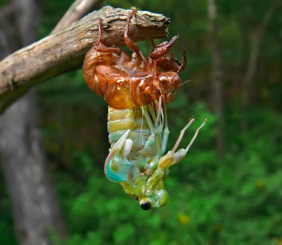 Cicada hatching