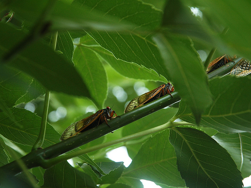 cicada laying eggs
