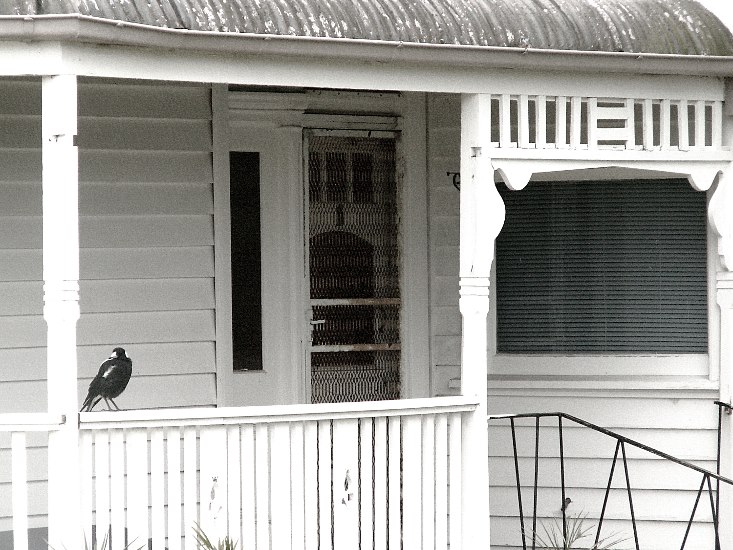 Magpie on verandah