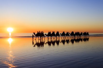 Camels, sunset, Broome