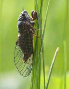 Charlie the Cicada